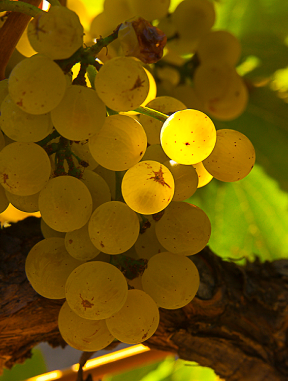 Terroir 3